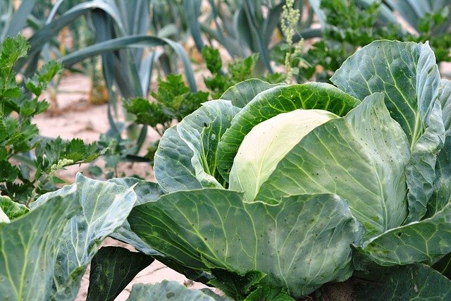 Menos química es mejor: Fertilizantes Orgánicos Naturales